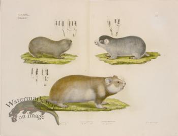 Goldfuss Two Mole Rats and Hamster